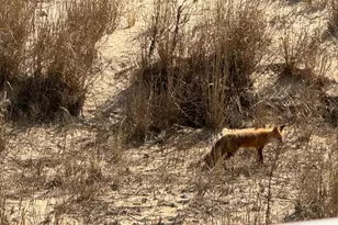 12305 Wight St, Ocean City, MD 21842 - Photo 3