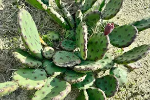 6201 Atlantic Ave, Ocean City, MD 21842 - Photo 85