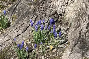 720 Ocean Pkwy, Ocean Pines, MD 21811 - Photo 35