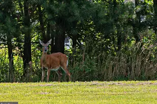 11834 Man O War Ln, Berlin, MD 21811 - Photo 97
