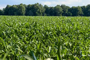 2459 Dunbrooke Rd, Tappahannock, VA 22560 - Photo 87