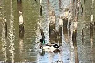 11221 Bristersburg Rd, Catlett, VA 20119 - Photo 65