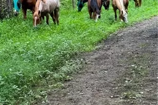 8487 Botha Rd, Warrenton, VA 20186 - Photo 67