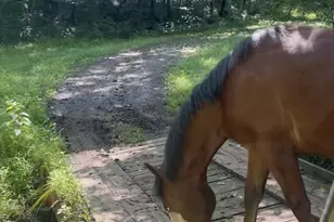 8487 Botha Rd, Warrenton, VA 20186 - Photo 63