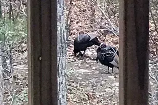 4562 Quail Run Dr, Marshall, VA 20115 - Photo 57