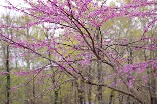 4752 Greene Love Ln, Marshall, VA 20115 - Photo 99