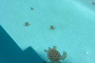 7747 Riverside Farm Rd, Marshall, VA 20115 - Photo 37