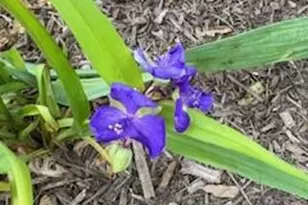 119 Foxglove Dr, Winchester, VA 22602 - Photo 77