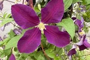 119 Foxglove Dr, Winchester, VA 22602 - Photo 79