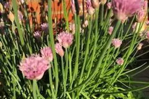 119 Foxglove Dr, Winchester, VA 22602 - Photo 67