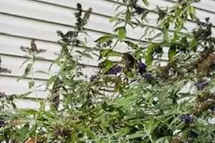 119 Foxglove Dr, Winchester, VA 22602 - Photo 69