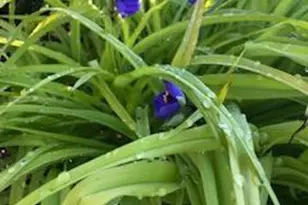 119 Foxglove Dr, Winchester, VA 22602 - Photo 73