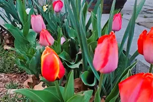 201 Liberty Ln, Middletown, VA 22645 - Photo 35