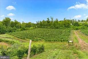 1309 Redland Rd, Cross Junction, VA 22625 - Photo 59