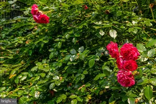 6804 Benjamin St, McLean, VA 22101 - Photo 9