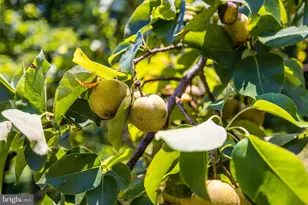 548 River Bend Rd, Great Falls, VA 22066 - Photo 3