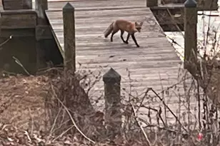 8352 Orange Ct, Alexandria, VA 22309 - Photo 29