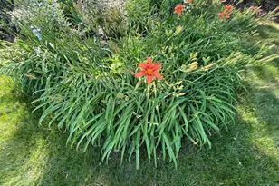 6009 Jennings Ln, Springfield, VA 22150 - Photo 7