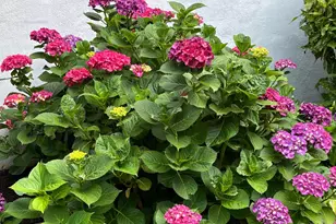 6009 Jennings Ln, Springfield, VA 22150 - Photo 7