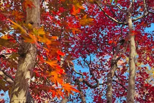 2201 Nobehar Dr, Vienna, VA 22181 - Photo 41