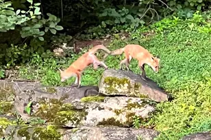 2007 Spring Branch Dr, Vienna, VA 22181 - Photo 89