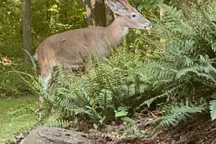 5638 Bellington Ave, Springfield, VA 22151 - Photo 63