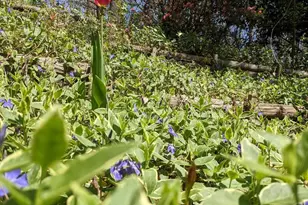 7580 Woodstown Dr, Springfield, VA 22153 - Photo 41