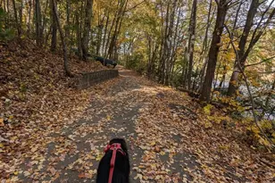 11276 Silentwood Ln, Reston, VA 20191 - Photo 43