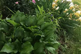 2412 Cavendish Dr, Alexandria, VA 22308 - Photo 51