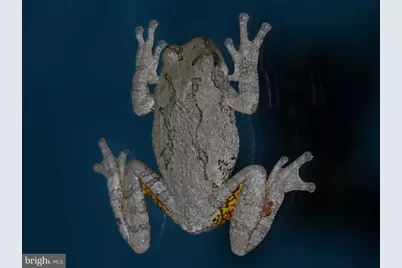 2205 Paul Spring Road, Alexandria, VA 22307 - Photo 109