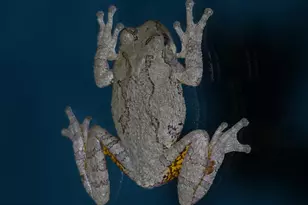 2205 Paul Spring Rd, Alexandria, VA 22307 - Photo 109