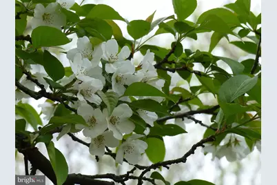 2205 Paul Spring Road, Alexandria, VA 22307 - Photo 95