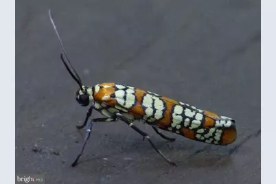 2205 Paul Spring Road, Alexandria, VA 22307 - Photo 87