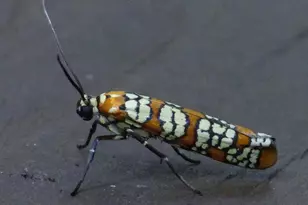 2205 Paul Spring Rd, Alexandria, VA 22307 - Photo 87