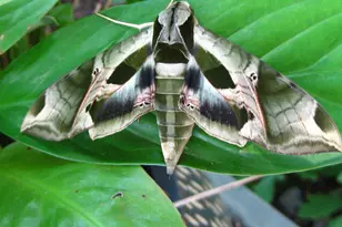 2205 Paul Spring Rd, Alexandria, VA 22307 - Photo 85