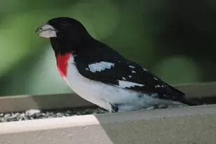 2205 Paul Spring Rd, Alexandria, VA 22307 - Photo 119