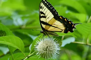 2205 Paul Spring Rd, Alexandria, VA 22307 - Photo 111