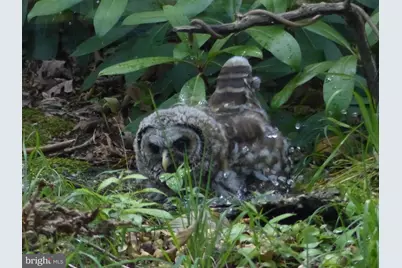 2205 Paul Spring Road, Alexandria, VA 22307 - Photo 115