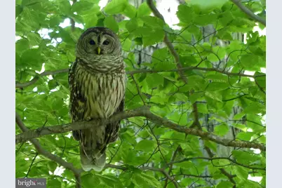 2205 Paul Spring Road, Alexandria, VA 22307 - Photo 113