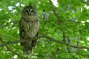 2205 Paul Spring Rd, Alexandria, VA 22307 - Photo 113