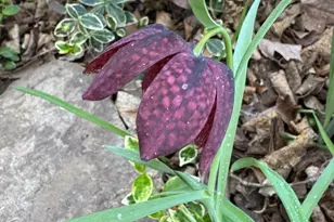 13855 Laura Ratcliff Ct, Centreville, VA 20121 - Photo 61