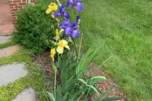 6739 Darrells Grant Pl, Falls Church, VA 22043 - Photo 73