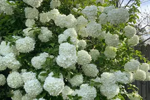 7121 Red Horse Tavern Ln, Springfield, VA 22153 - Photo 9