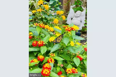 2519 Buckelew Drive, Falls Church, VA 22046 - Photo 31