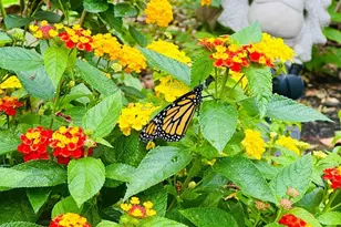 2519 Buckelew Dr, Falls Church, VA 22046 - Photo 31