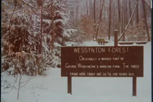 3213 Wessynton Way, Alexandria, VA 22309 - Photo 19