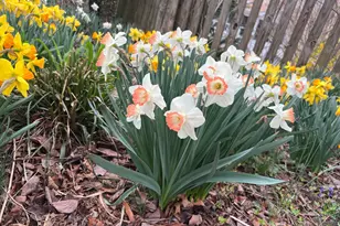 601 Sideling Ct NE, Vienna, VA 22180 - Photo 67