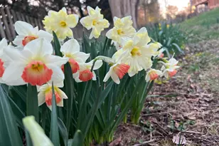 601 Sideling Ct NE, Vienna, VA 22180 - Photo 65