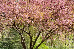 10223 Cedar Pond Dr, Vienna, VA 22182 - Photo 51