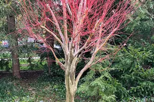 6108 Vernon Terrace, Alexandria, VA 22307 - Photo 79